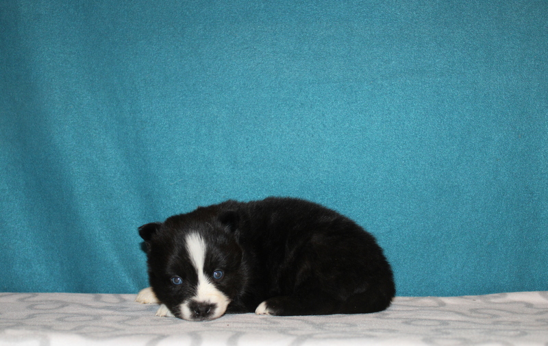 puppy, for, sale, Pomsky, Matthew B. Stoltzfus, dog, breeder, Gap, PA, dog-breeder, puppy-for-sale, forsale, nearby, find, puppyfind, locator, puppylocator, aca